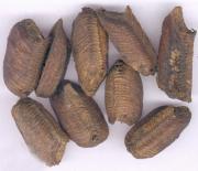 Tenodera sinensis